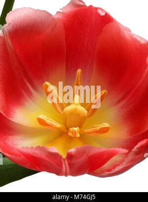 Fleur tulipe rouge isolé sur fond blanc Banque D'Images