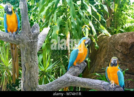 Les perroquets à Moody Gardens à Galveston, TX Banque D'Images