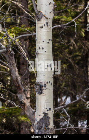 Marques de griffes d'ours sur un arbre tremble. Banque D'Images