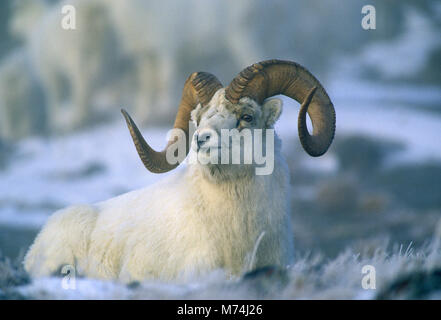 01989-002.09 du mouflon de Dall (Ovis dalli) ram dans le brouillard en hiver, Yukon Canada Banque D'Images