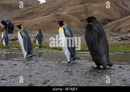 Noir Rare manchot royal Aptenodytes patagonicus close up avec mutation génétique le mélanisme photographe contexte Fortuna Bay subantarctique de Géorgie du Sud Banque D'Images