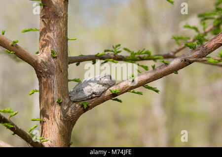 02449-005.01 La rainette versicolore (Hyla versicolor) sur l'arbre cyprès chauve, Little Black River Cache Slough, SCN, IL Banque D'Images