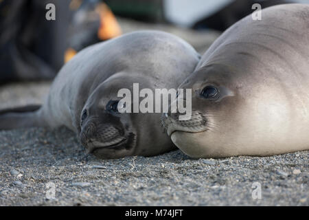 Close up 2 éléphant mignon-phoques toucher lying together, Mirounga leonina, grands yeux noirs, sur la plage de sable de la baie de St Andrews Sub-Antarctic Géorgie du Sud Banque D'Images