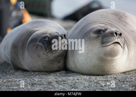 Close up visages de 2 mignon femelle éléphant-blotti ensemble à fourrure douce plage, grands yeux noirs, St Andrews Bay South Georgia Sub-Antarctic Banque D'Images