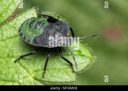 Vert commun nymphe Shieldbug (Palomena prasina) assis sur une feuille de l'usine. Tipperary, Irlande Banque D'Images