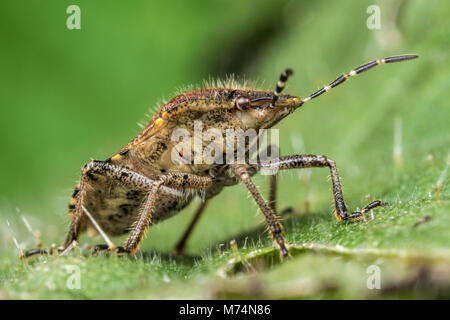 Dolycoris baccarum (Shieldbug poilue) assis sur les feuilles présentant le en dessous du corps. Tipperary, Irlande Banque D'Images