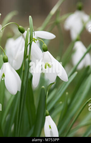 Galanthus 'Magnet'. Snowdrop 'Magnet' fleur en février. UK Banque D'Images