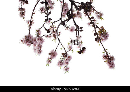 Fleurs d'amandier isolé sur fond blanc Banque D'Images