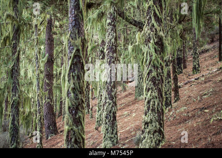 Le lichen Usnea couvrant les troncs des arbres du fond naturel de l'arrière-plan Banque D'Images