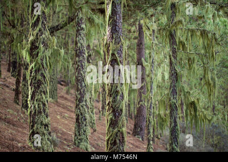 Le lichen Usnea couvrant les troncs des arbres du fond naturel de l'arrière-plan Banque D'Images