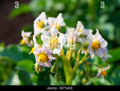 Fleurs de pommes de terre sur les plantes dans les régions rurales de l'Île du Prince-Édouard, Canada. Banque D'Images