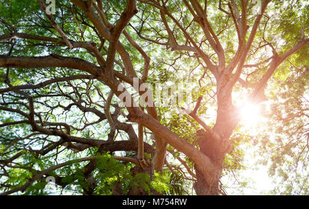 L'expansion de la grande branche d'arbre avec l'éclairage en soirée. Banque D'Images
