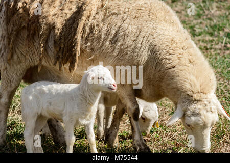 Une mère moutons et deux agneaux paissent dans un champ au Biltmore Estate à Asheville, NC, USA Banque D'Images