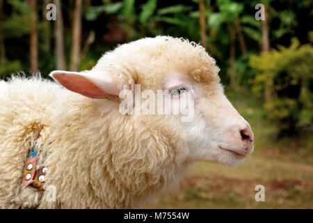 Moutons en zoo farm pour traveler pour regarder et teavel au nord de la Thaïlande Banque D'Images