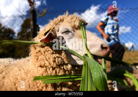 Moutons en zoo farm pour traveler pour regarder et teavel au nord de la Thaïlande Banque D'Images