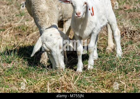 Un bébé agneau Dorper blanc) (Ovis aries) ressemble à l'appareil photo à côté de sa mère dans un pâturage pâturage au Biltmore Estate à Asheville, NC, USA Banque D'Images