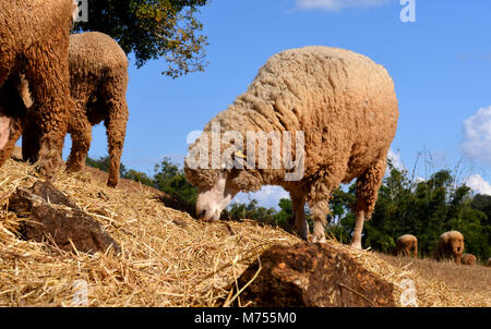 Moutons en zoo farm pour traveler pour regarder et teavel au nord de la Thaïlande Banque D'Images