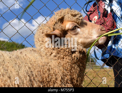 Moutons en zoo farm pour traveler pour regarder et teavel au nord de la Thaïlande Banque D'Images