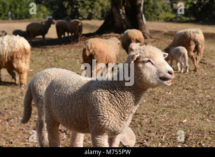 Moutons en zoo farm pour traveler pour regarder et teavel au nord de la Thaïlande Banque D'Images