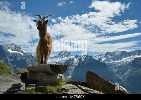 Modèle de chèvre posing in Alpes Suisses près de Grindelwald Première Banque D'Images