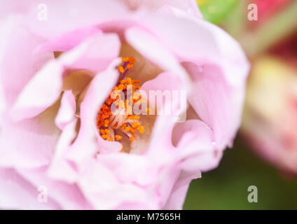 Un gros plan sur une fleur pourpier Sunnyside. Banque D'Images