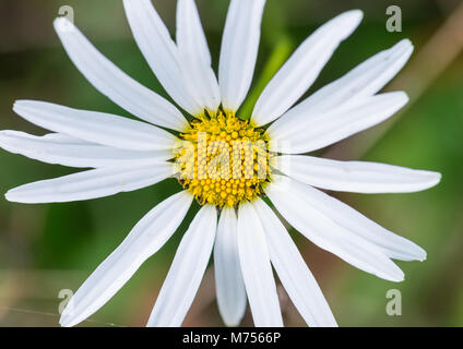 Un plan macro sur une floraison tardive ox eye daisy. Banque D'Images