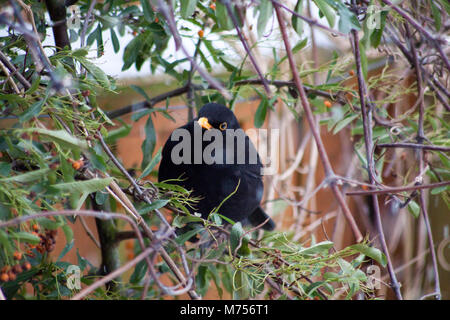 Merle noir sur orange berry bush Banque D'Images