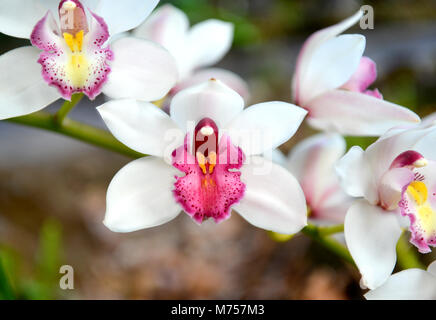 La montagne en fleurs naturelles paphiopedilum en hiver de la Thaïlande Banque D'Images