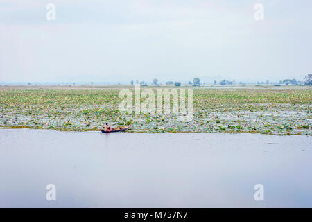 Bateau dans le lac rempli de fleurs de lotus, Kamping Puoy lake, Battambang Banque D'Images