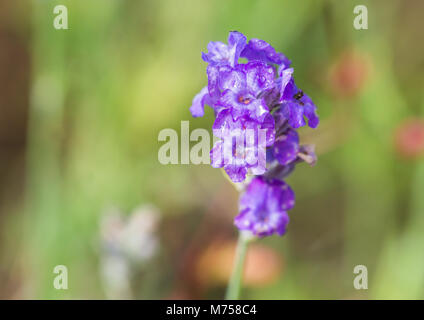 Un plan macro sur une fleur de lavande pourpre. Banque D'Images
