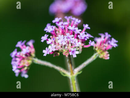 Un plan macro sur les fleurs lilas d'un plant de verveine. Banque D'Images