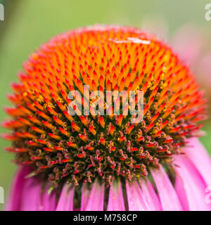 Un plan macro sur le cône de l'echinacea hérissés bloom. Banque D'Images