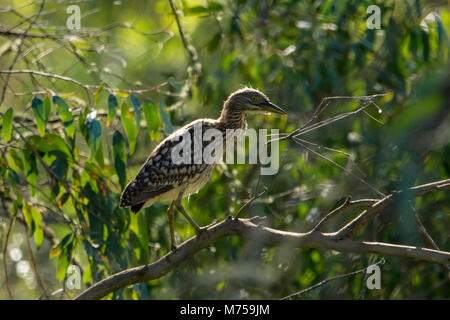 Bruant noire (Nycticorax caledonicus juvénile), dans les zones humides, oui, Victoria, Australie Banque D'Images