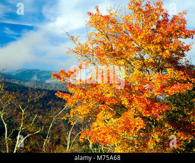 L'érable et le Mont Mirchell, Mount Mitchell State Park, North Carolina Blue Ridge Parkway, point le plus élevé à l'Est de Mississippi Banque D'Images