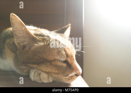 Chat dormant sur le lit dans la chambre avec la lumière du soleil chaude le matin à l'heure d'été. soft focus et réflexion de la lumière photo. Banque D'Images