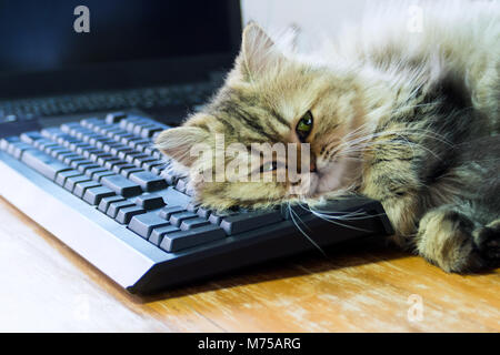 Lazy cat chaton persan chinchilla noir dormir plus de clavier et l'ordinateur portable sur la table de travail en bois dans le bureau le lundi matin. Banque D'Images