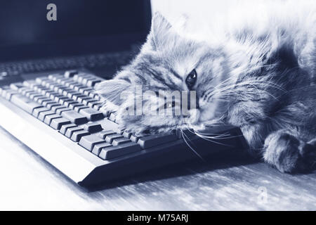 Lazy cat chaton persan chinchilla noir dormir plus de clavier et l'ordinateur portable sur la table de travail en bois dans le bureau le lundi matin. Bleu Banque D'Images
