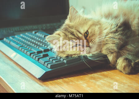 Lazy cat chaton persan chinchilla noir dormir plus de clavier et l'ordinateur portable sur la table de travail en bois dans le bureau le lundi matin. vinta Banque D'Images