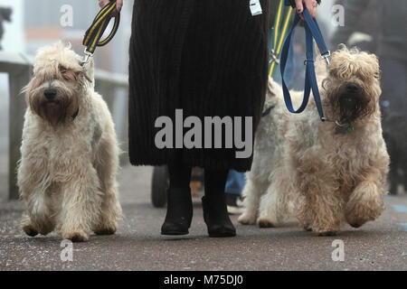 Deux chiens Bouvier des Flandres arrivent pour le deuxième jour de Crufts 2018 au NEC de Birmingham. Banque D'Images