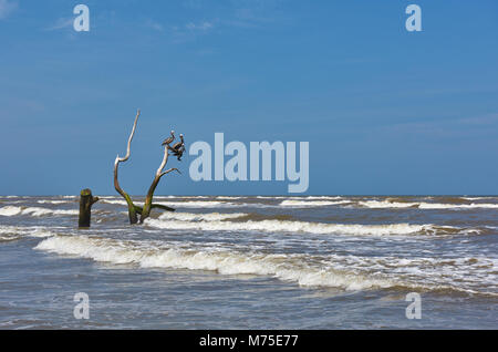 Les pélicans sur un arbre de bois flotté sur Padre Island Nature Reserve au Texas, en attente de la marée à venir en avant de commencer à pêcher. Banque D'Images