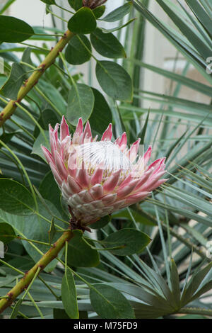 King Protea : photo:Protea. Banque D'Images