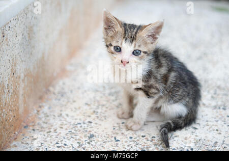 Triste petit chaton gris assis solitaire sur l'escalier.arrière-plan flou. Banque D'Images