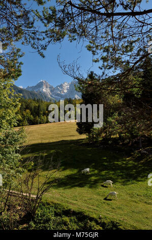 Paysage alpin par Kranjska Gora , Slovénie Banque D'Images