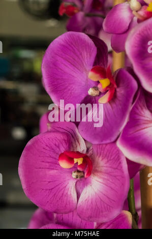 Belle, magnifique, de superbes fleurs orchidées roses et mauves, dans un cadre naturel, libre et en pleine floraison. Banque D'Images