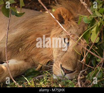 Lion reposant à l'ombre à Maasai Mara, Kenya Banque D'Images