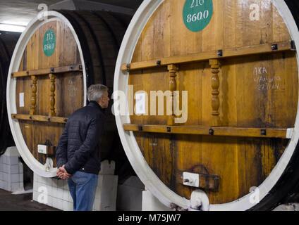 La Russie, Massandra - 09 novembre 2015 : Un homme se dresse à l'tonneaux de vin dans la boutique d'obturation rapide et de transformation, la Crimée Massandra winery Banque D'Images