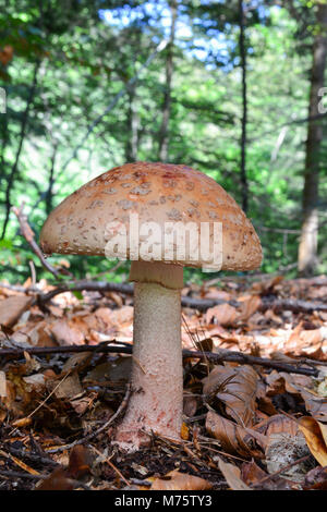 Un seul spécimen d'Amanita rubescens ou Blush mixte de champignons dans la forêt de montagne, de délicieux champignons comestibles après traitement thermique, mais je toxiques Banque D'Images