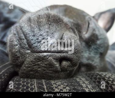 Gros plan du nez d'un chien staffordshire bull terrier noir dormant sur un lit de noir, gris et argent. Banque D'Images