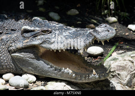 Crocodile (Crocodylus siamensis siamois), portrait, Thaïlande Banque D'Images