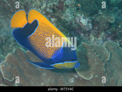 Yellowface Blueface ou poissons-anges ( Pomacanthus xanthometopon ) natation plus de coraux de Bali, Indonésie Banque D'Images